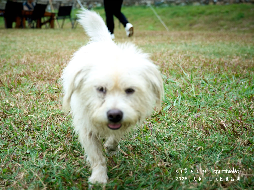 🐕 A Furry Friend Even the local dogs joined our fun!